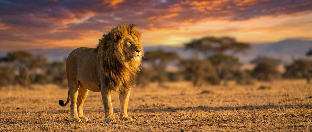 糖心动物写真视频社区