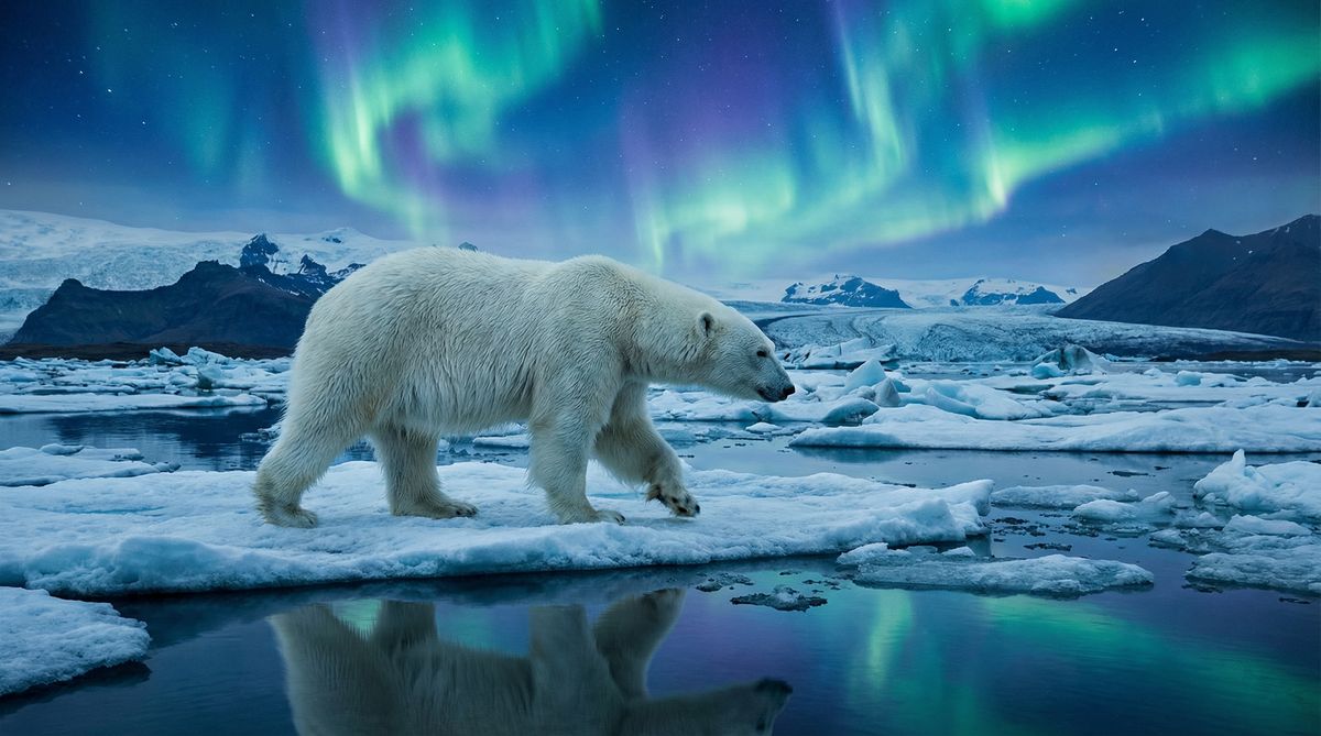 糖心北极熊视频